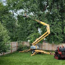 How Our Tree Care Process Works  in Groveland, FL